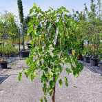 Moruša biela (Morus alba) ´ALBA PENDULA´ - výška 110-130 cm, obvod kmeňa 8/10 cm, kont. C30L - ČIERNOPLODÁ